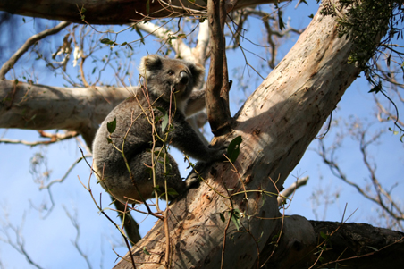 great ocean road victoria, victoria, koala, tree, Apollo Bay, landscape, nature, Australia, photo, photography, oz nature shots, Emmy Silvius