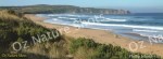 mug, drinking mug, phillip island, victoria, beach, sea, sand, landscape, nature, Australia, photo, photography, oz nature shots, Emmy Silvius