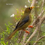 BellMiner_CoasterSet