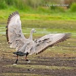 CapeBarrenGoose_CoasterSet