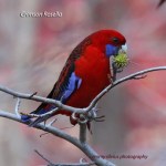 CrimsonRosella_CoasterSet