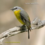 EasternYellowRobin_CoasterSet