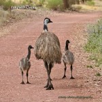 Emu_withChicks_CoasterSet