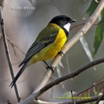 GoldenWhistler_CoasterSet