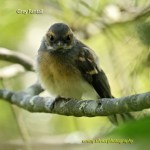 GreyFantail_Juvenile_CoasterSet