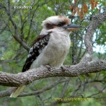 Kookaburra_CoasterSet