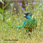 Mallee Ringneck_CoasterSet