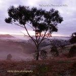 MistyWinterMorning_CoasterSet