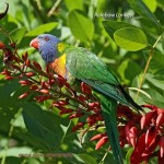 RainbowLorikeet_CoasterSet