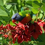 RainbowLorikeet_CoasterSet_1