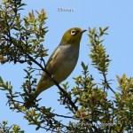 Silvereye_CoasterSet