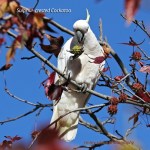 Sulphur-crestedCockatoo_CoasterSet