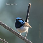 SupurbFairyWren_CoasterSet