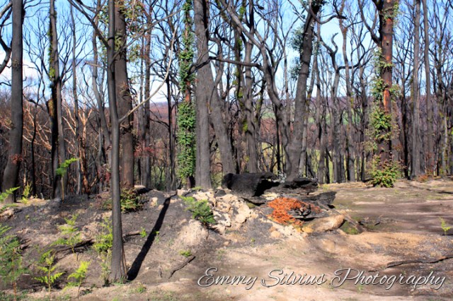 West of Kinglake - June 2009