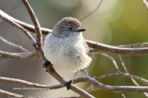 Chestnut-rumped Thornbill (25)