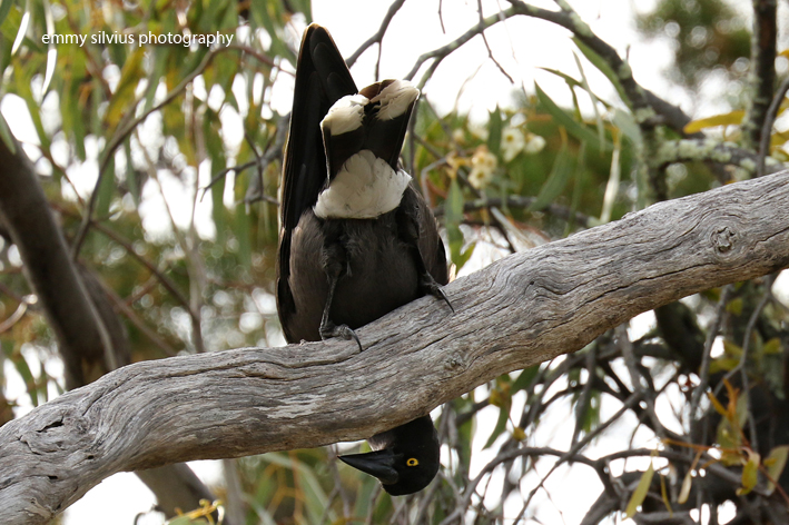 Grey Currawong (1017)