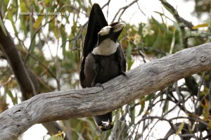 Grey Currawong (1019)