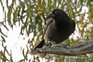 Grey Currawong (1028)