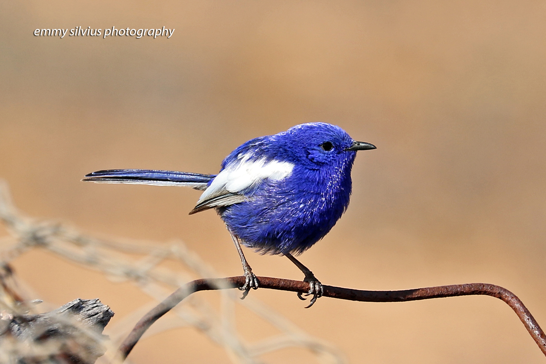 White-winged_Fairywren_male_Bowra_July19_3095_crs